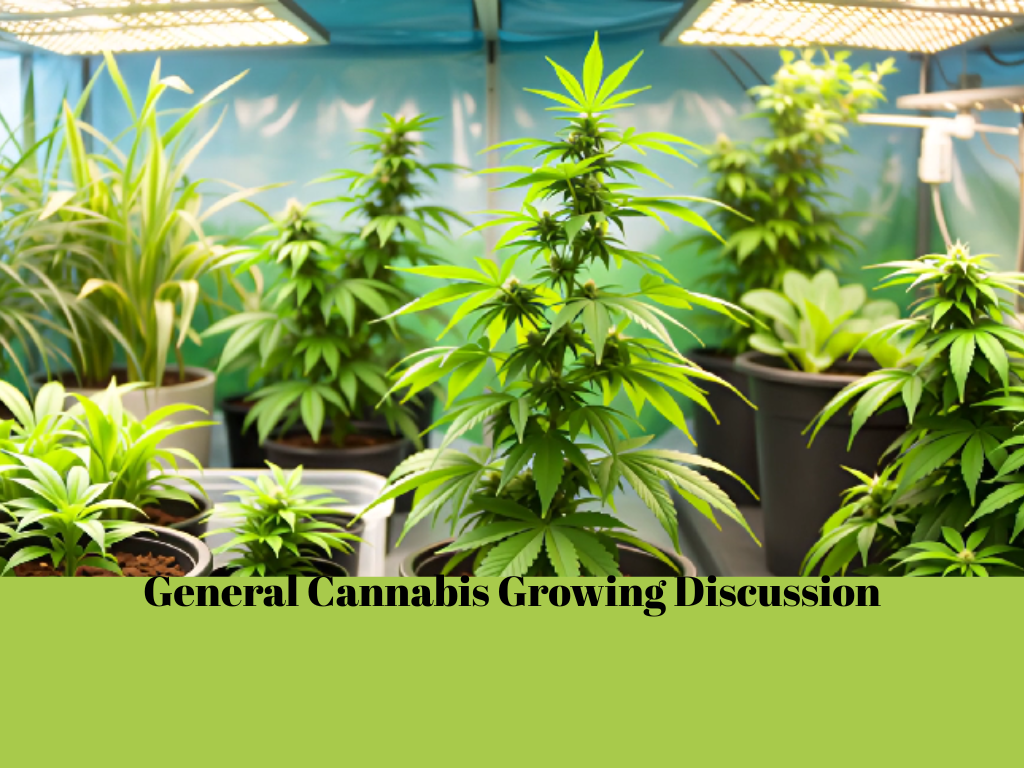 Cannabis growing tips showing healthy indoor and outdoor cannabis plants for community discussion